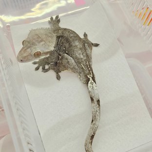 아잔틱