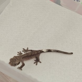 아잔틱