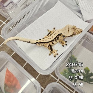 노멀