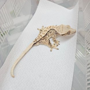트라이