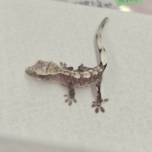 아잔틱