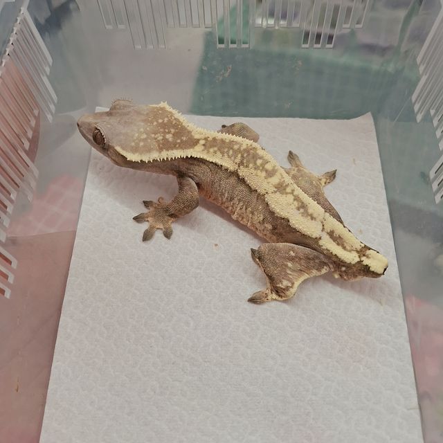 세이블