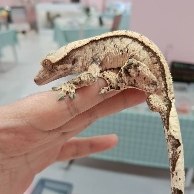 노멀 트라이