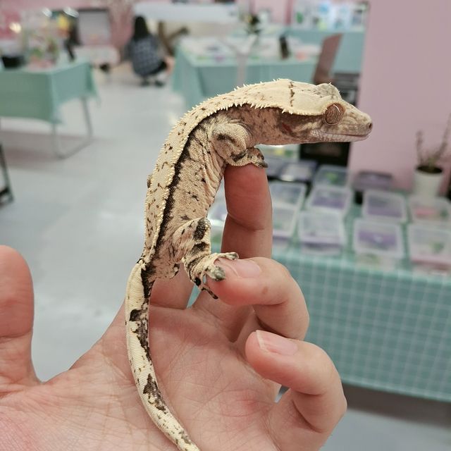 노멀 트라이