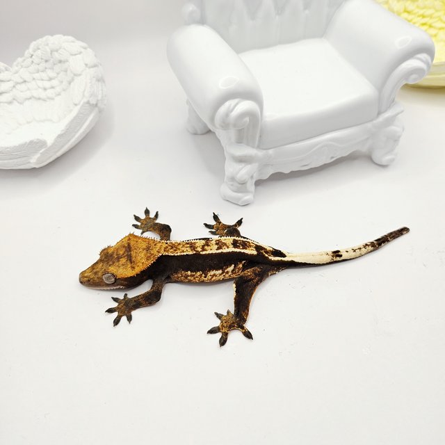 100%헷아잔틱 카푸치노