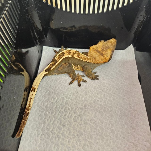 100%헷아잔틱 카푸치노