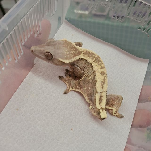 세이블