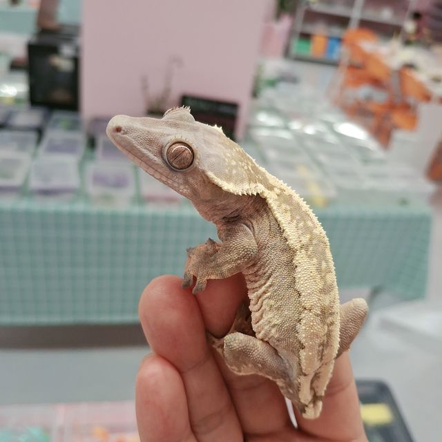 세이블