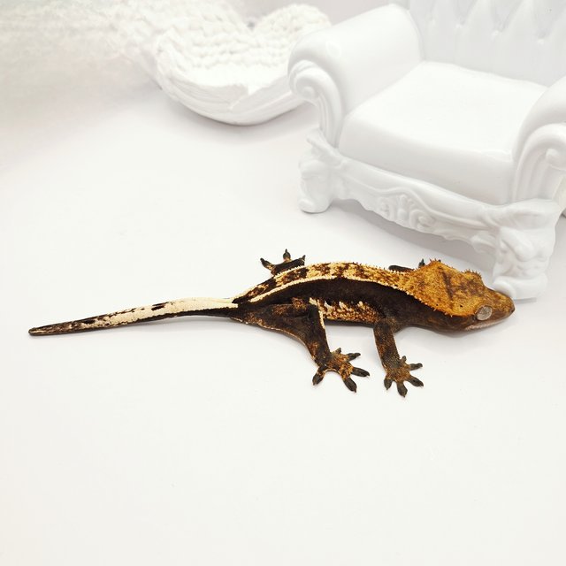 100%헷아잔틱 카푸치노