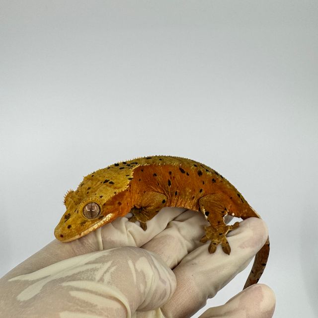 슈퍼달마시안 달마시안 레드