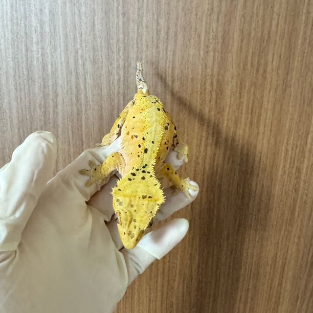 슈퍼달마시안 달마시안 레드