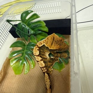 텐저린 트라이 익스트림할리퀸