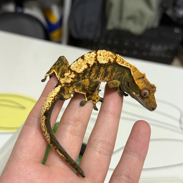 텐저린 트라이 익스트림할리퀸