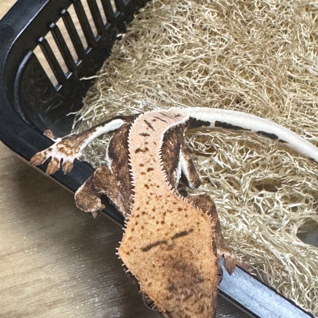 릴리100%헷아잔틱 100%헷아잔틱