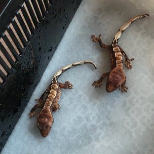 코코넛 🥥