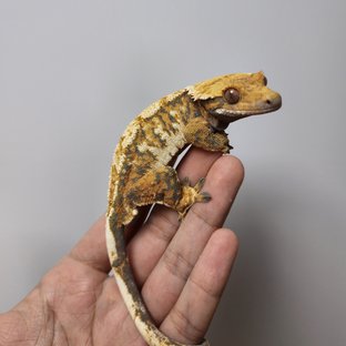 파파야