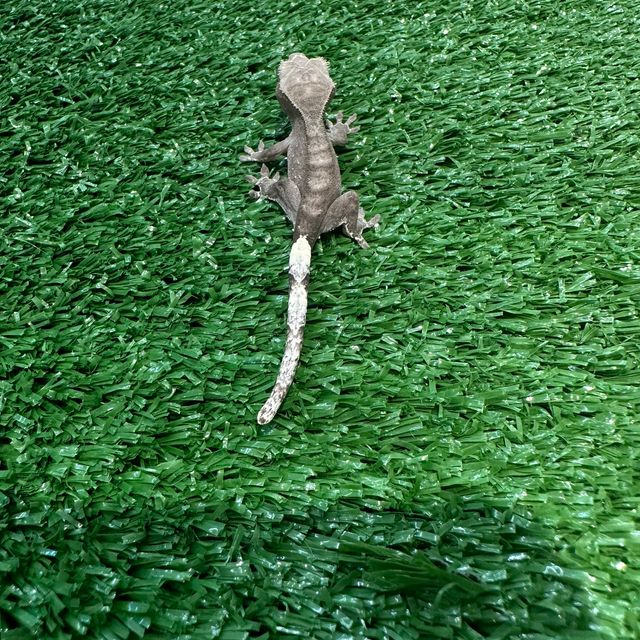 아잔틱 팬텀