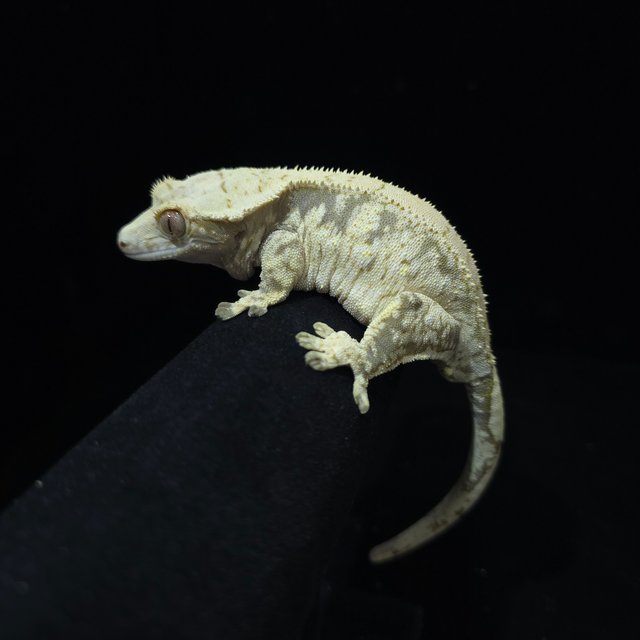 노멀 트라이 드리피 화이트스팟