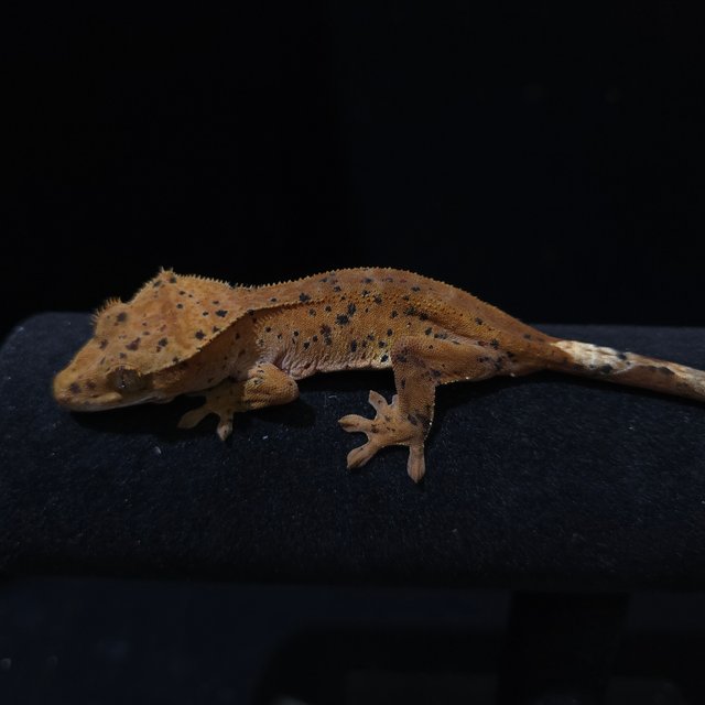 레드 슈퍼달마시안