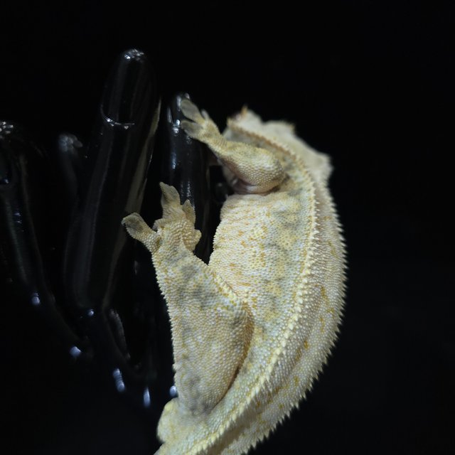 노멀 트라이 드리피 풀핀 익스트림할리퀸