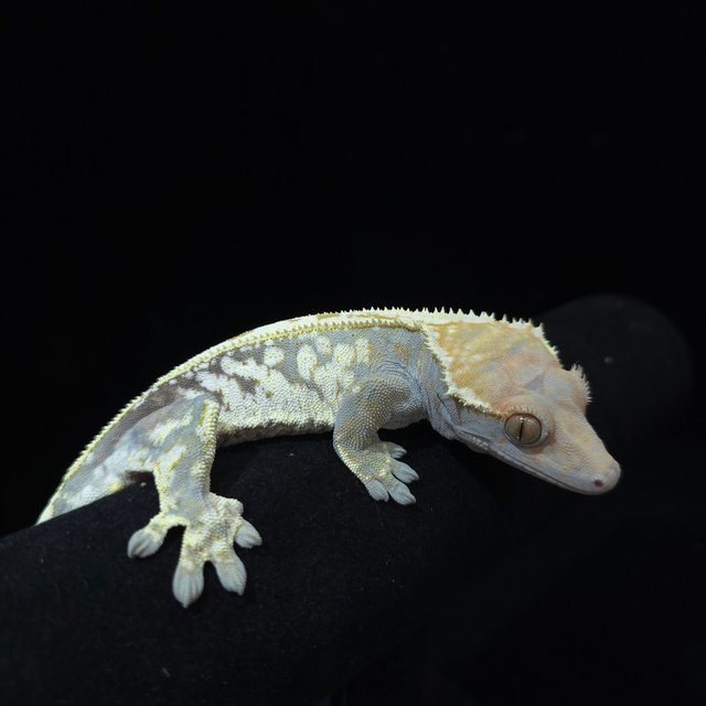 카푸치노 화이트스팟 드리피