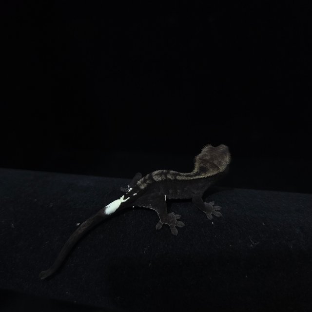 카푸치노 아잔틱