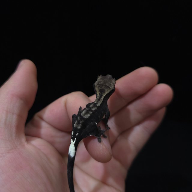 카푸치노 아잔틱