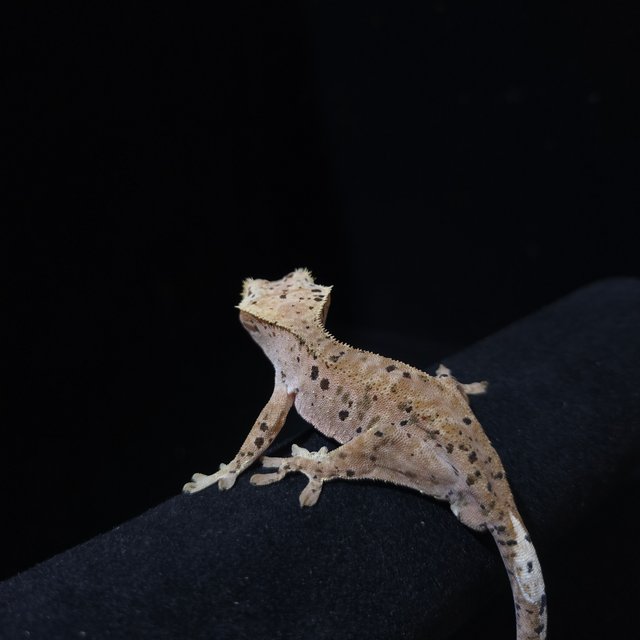 슈퍼달마시안 레드