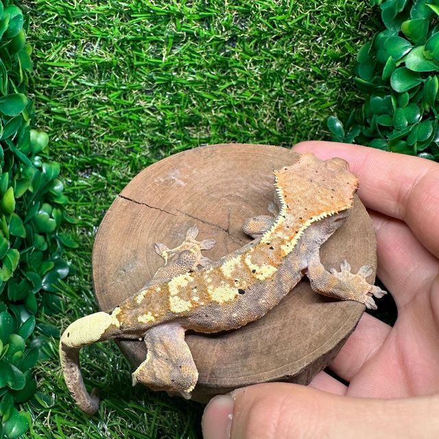 카푸치노