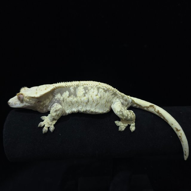 노멀 트라이 드리피 화이트스팟