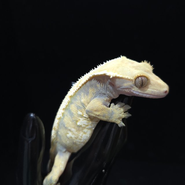 트라이 화이트크라운 할리퀸