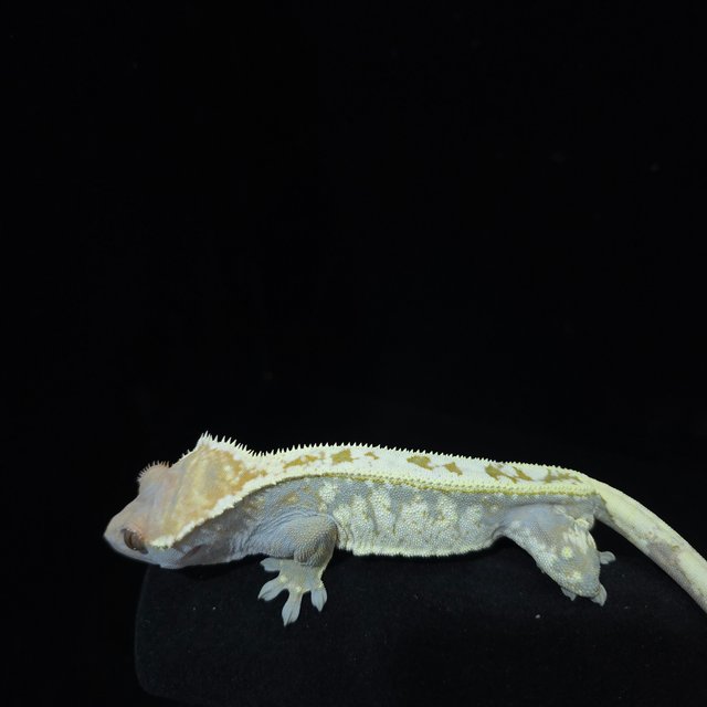 카푸치노 화이트스팟 드리피