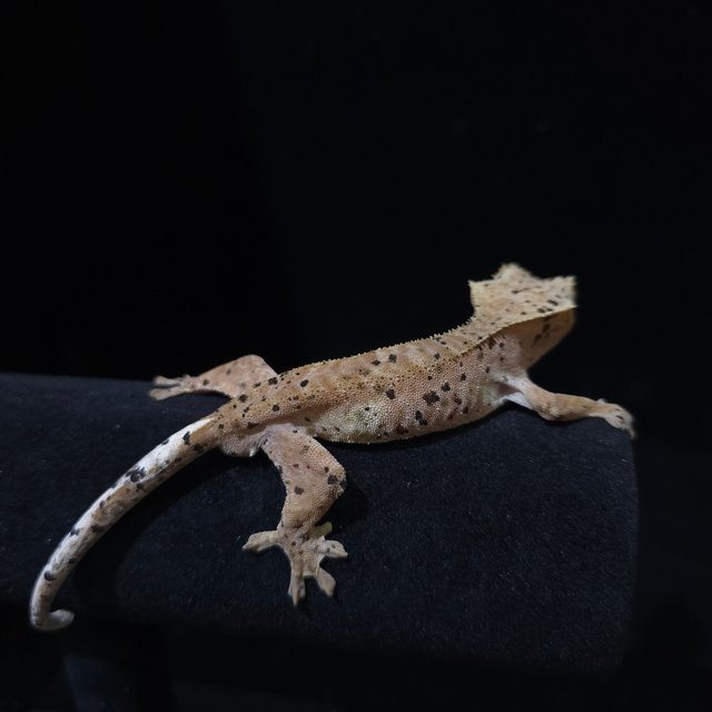 슈퍼달마시안 레드