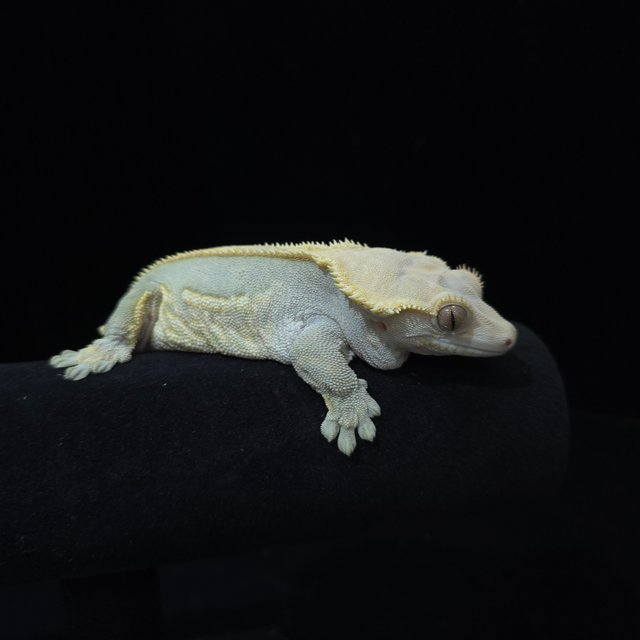 풀핀 쿼드 다크