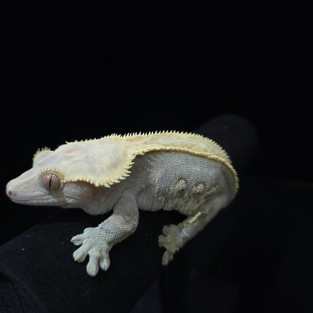 풀핀 쿼드 다크