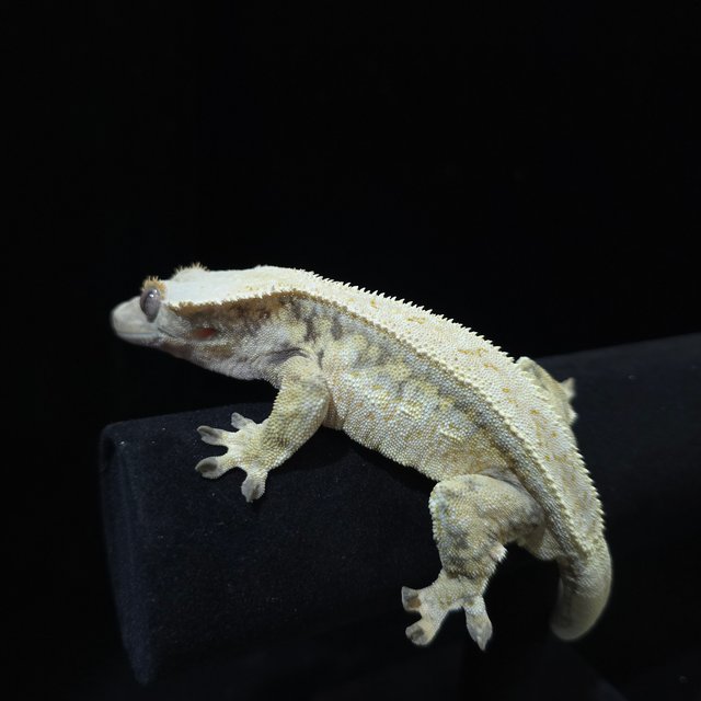 노멀 트라이 드리피 풀핀 익스트림할리퀸