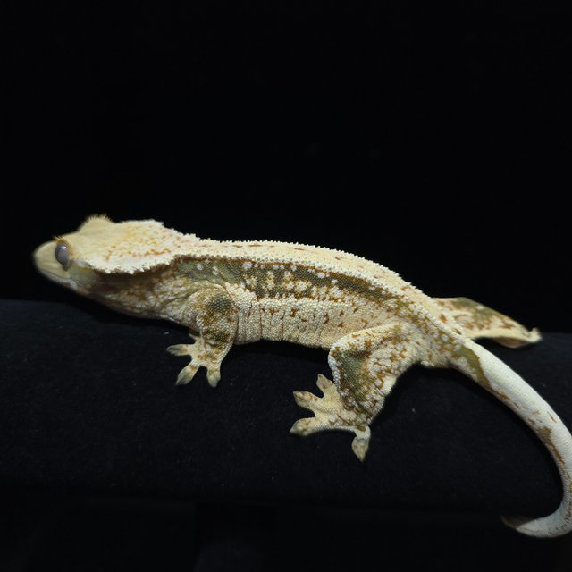 노멀 트라이 풀핀 화이트크라운