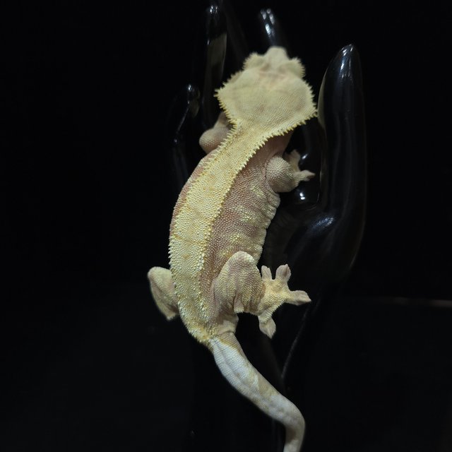 스트로베리 노멀