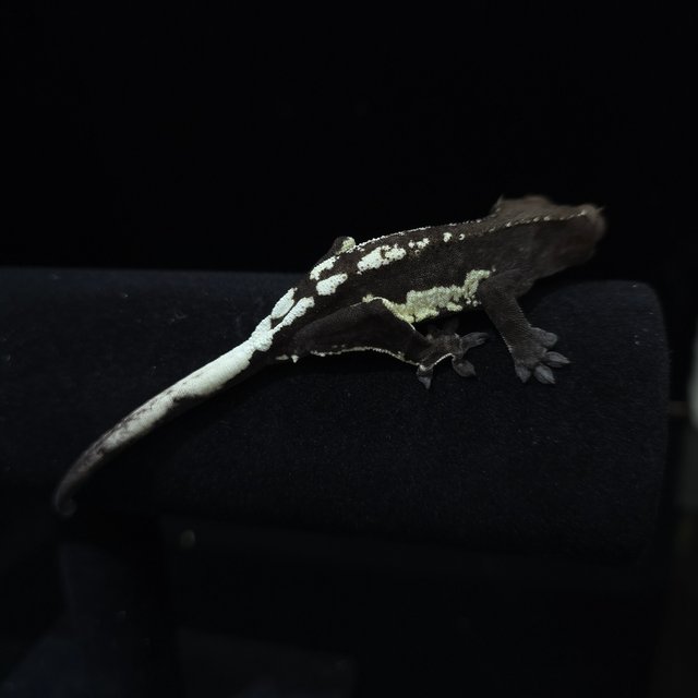 프라푸치노 아잔틱