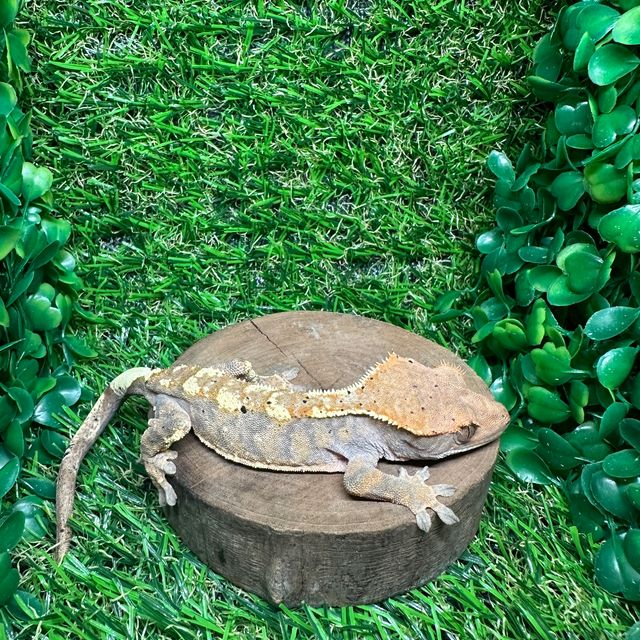 카푸치노