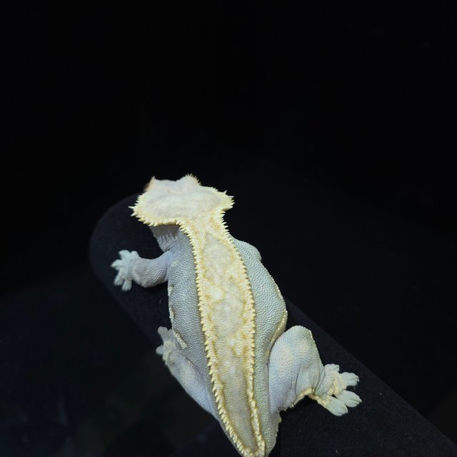 풀핀 쿼드 다크