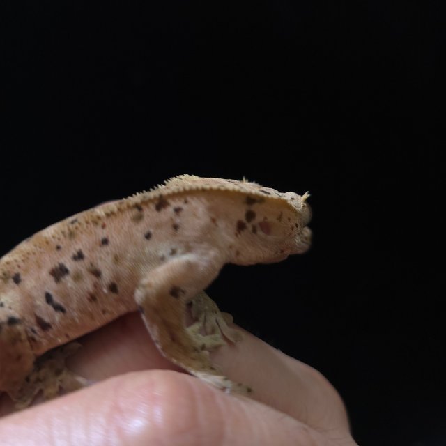 슈퍼달마시안 레드