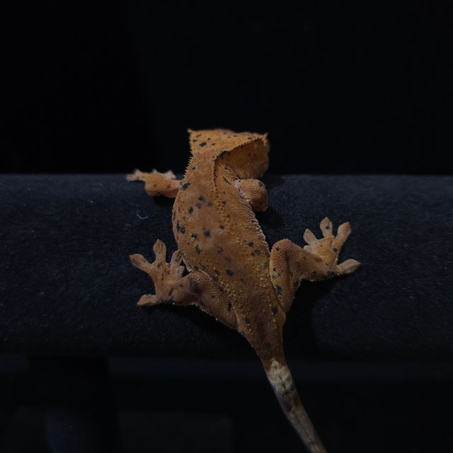 레드 슈퍼달마시안