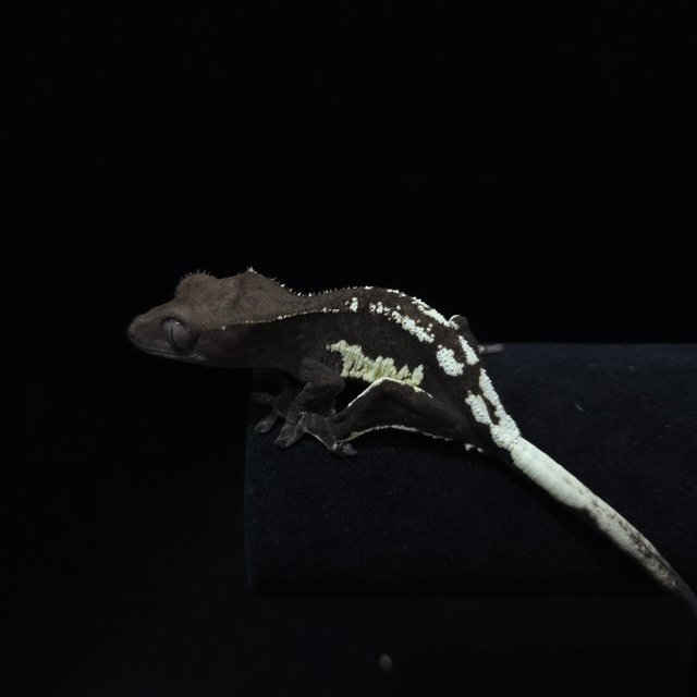 프라푸치노 아잔틱