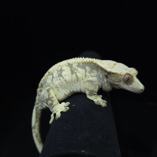 노멀 트라이 드리피 화이트스팟