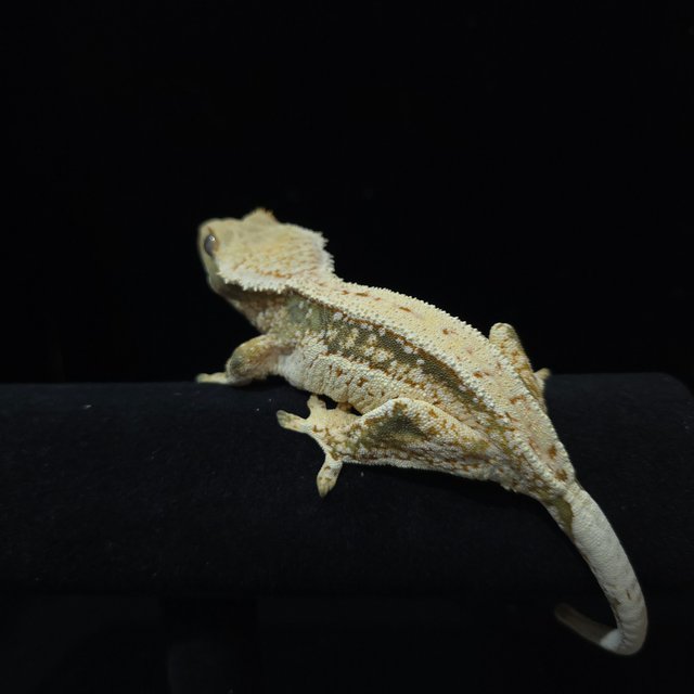 노멀 트라이 풀핀 화이트크라운