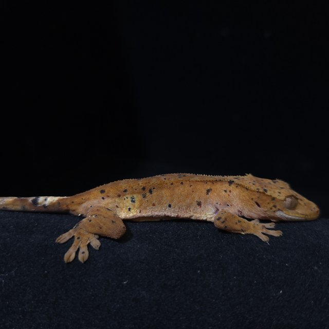 레드 슈퍼달마시안