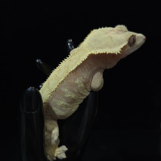 스트로베리 노멀