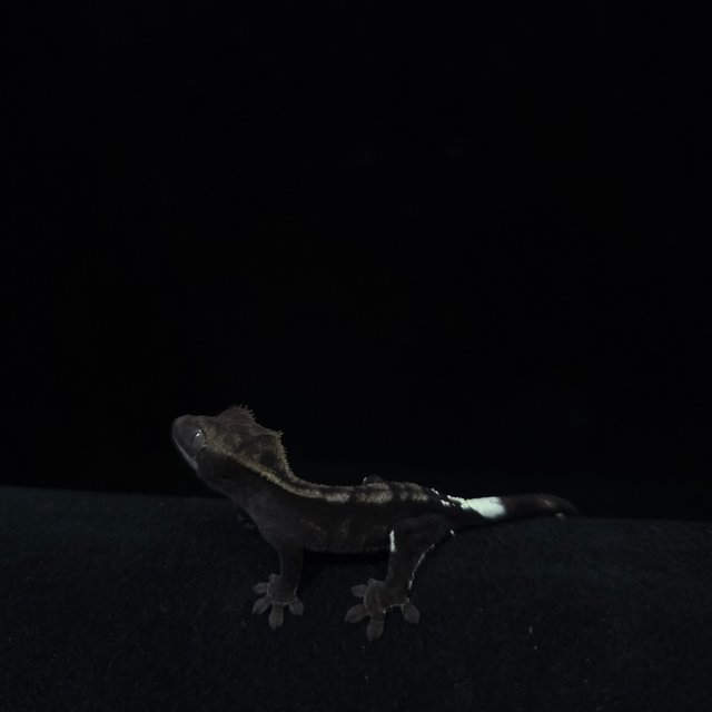 카푸치노 아잔틱