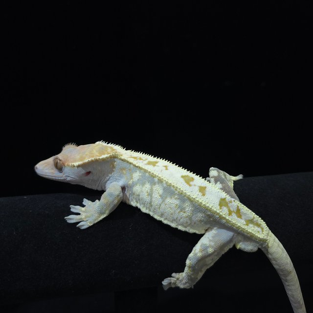 카푸치노 화이트스팟 드리피